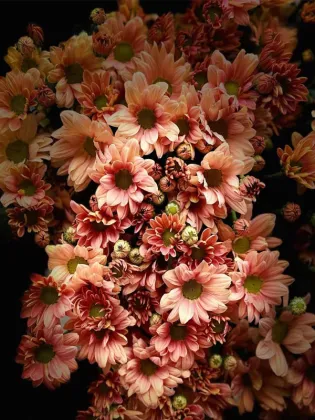 Champagne Salmon spray chrysanthemum