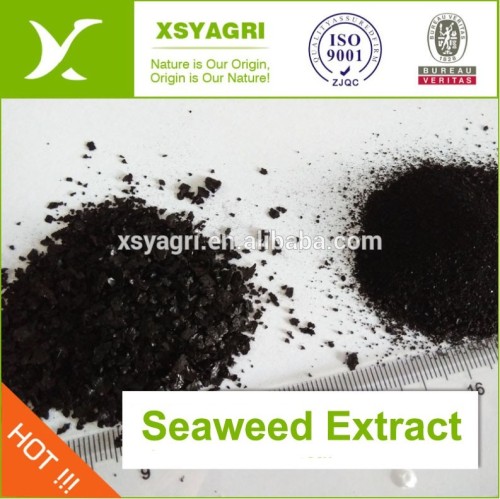 zeewier extract poeder meststof met alginezuur