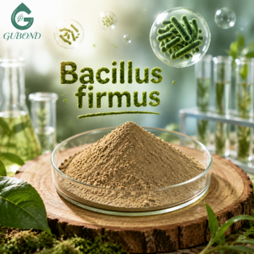 مسحوق Bacillus Firmus عالي النقاء، مكون بروبيوتيك
