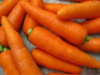 Fresh Carrot For Export