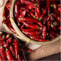 Dehydrated trockener rotes Schneidkreis Chili -Segmente