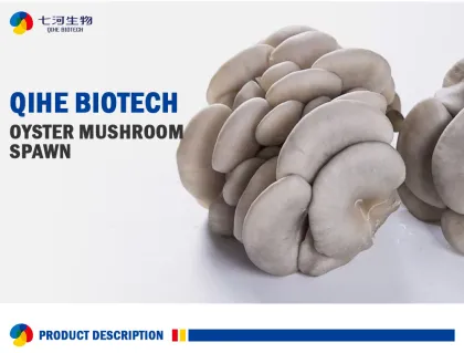 Farm organic fruitwood grey oyster mushroom spawn