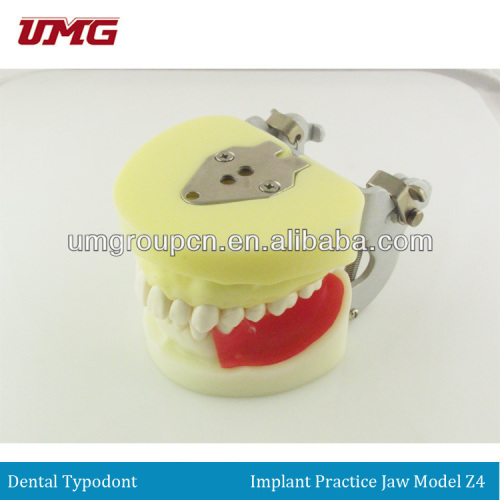 China dental products Dental implant practice jaw model