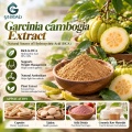 Extrato de Garcinia Cambogia com 50% –60% de ácido hidroxicítrico