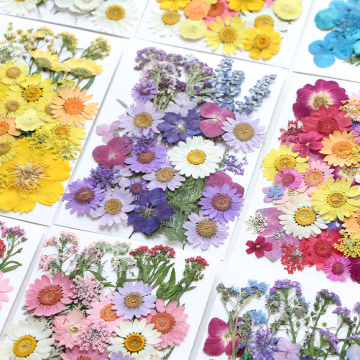 Intodiy Großhandel getrocknete Blumen für Harzkerzen und Dekoration