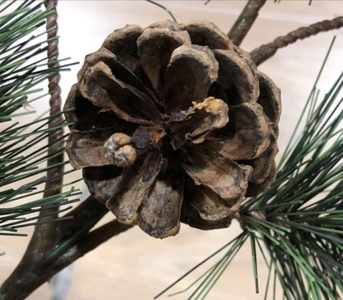 Pine Bark Extract Manufacturer