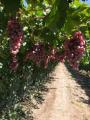 Começo das uvas vermelhas de Xinjiang