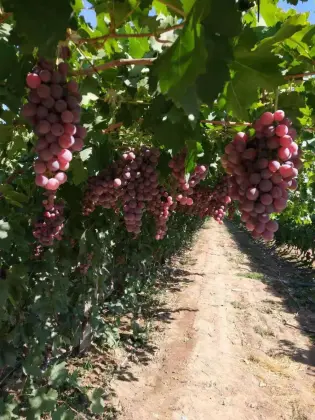 Xinjiang Red grapes start