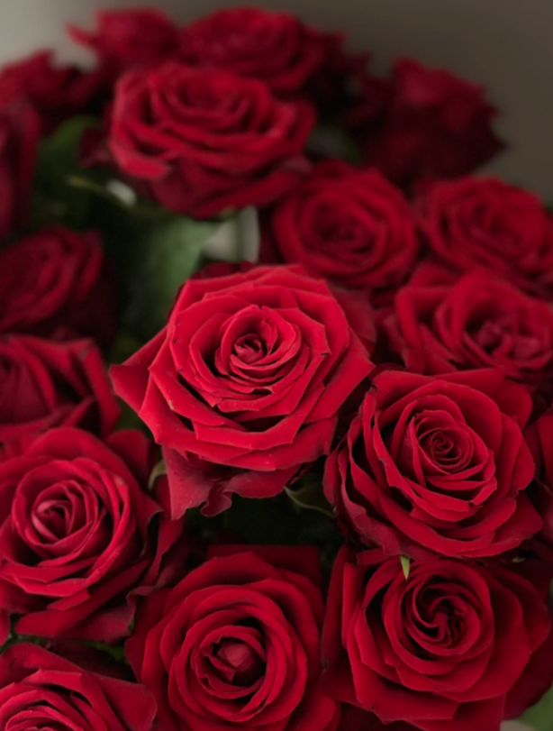 Admiration Rose