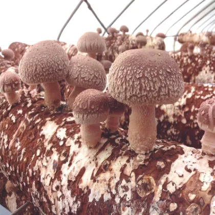 Champignon  Mushroom White  Color