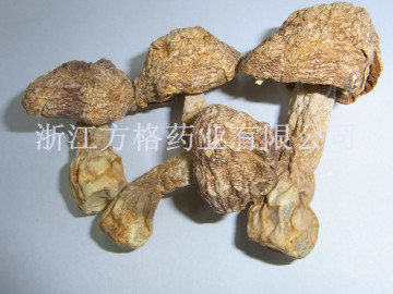 Agaricus Blazei Powder, ABM;Brazil mushroom;Edible and Medicinal Mushroom