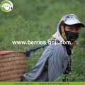 Perdre du poids séché naturel sain Tibet Goji Berry