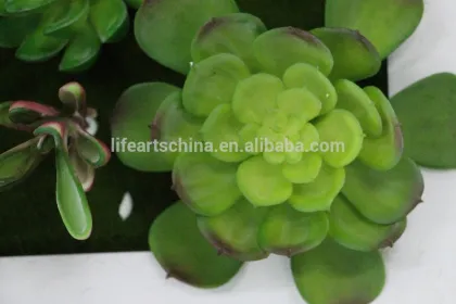 hotsale succulent plants, wall plants