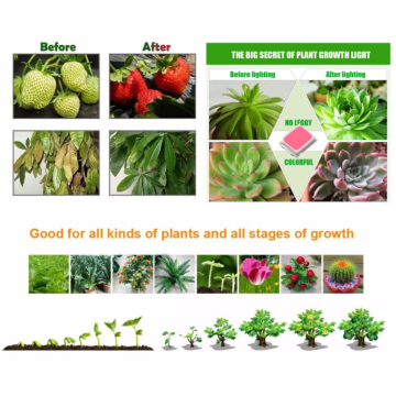 Best LED Grow Lights for Basement Veg&Fruit Plant