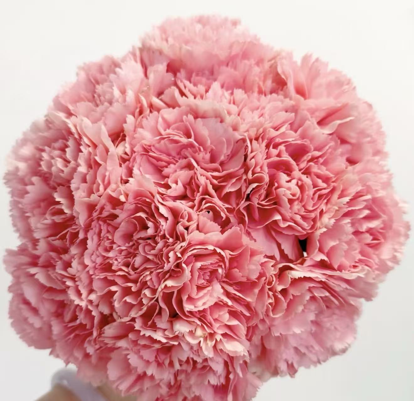 Single－headed carnation powder zhuan