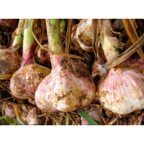 Supply The Lowest Price and The Top Quality Garlic