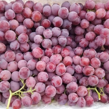 Chinese Yunnan fresh grape sweet grapes fresh grape fruit