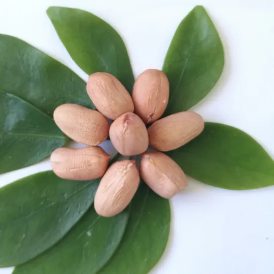 Organic peanut kernels raw