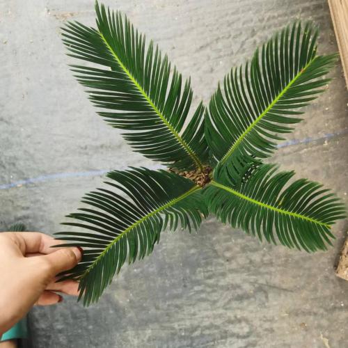 Outdoor Natural Plants Price Cycas revoluta 110# B factory Factory