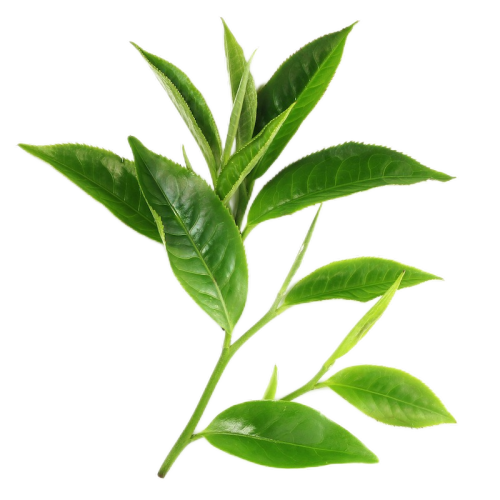 epicatechin 90% green tea extract epicatechin