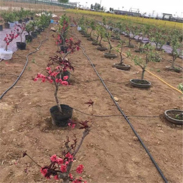 PE100 Polyethylene (PE) Pipe For Water Supply