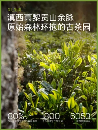Jihu Chun Lianghe Huilong Single Bud Tea