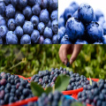 High Quality Blueberry Extract 25% Proanthocyanidin