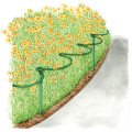 PVC Wire Hoop Half Round Garden Plant Supports