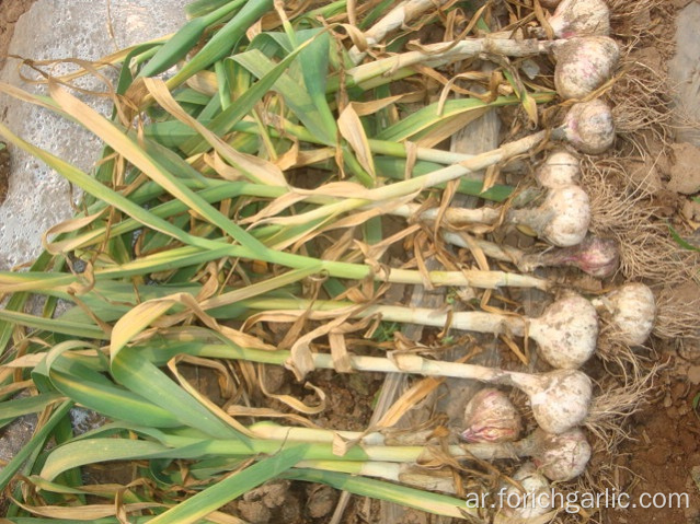 New Crop Garlic 2019