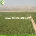 Wholesale Nutrition Dried Raw Organic Goji Berry