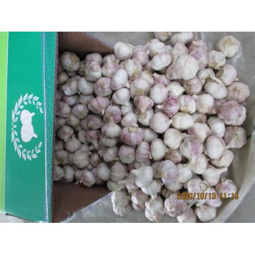 Fresh Garlic Cold Storing Crop 2020 Garlic