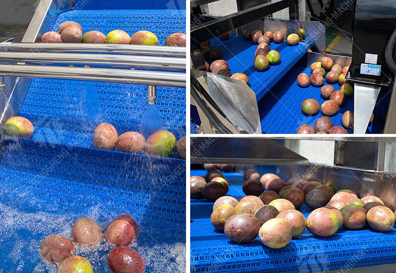 Fruit washing drying sorting line