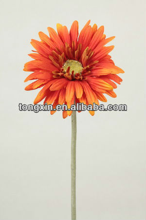 27021F classic african daisy stable supplier look realistic