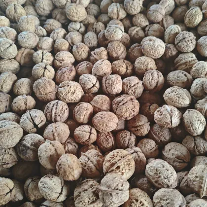 Bulk Wholesale Walnut Fruit