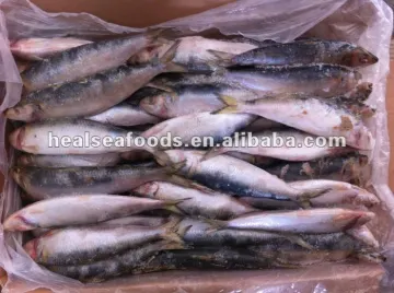 Frozen Sardine Aurita