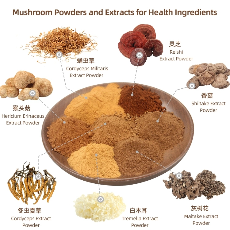 Lentinus Edodes Mushroom Powder