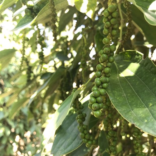 Black Pepper Extract Powder Sale