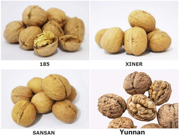 Factory Supply Yunnan Walnut, High Quality Factory Supply Yunnan Walnut ...