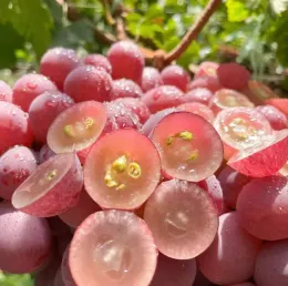 Fresh Red Globe Grapes