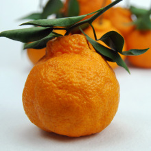 Arance fresche di tipo arancio da vendere