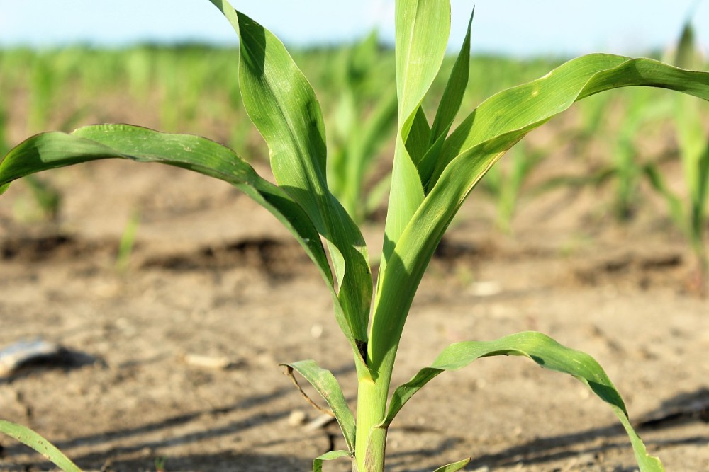 corn corn