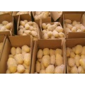 Super Quality 2020 New Crop Fresh Potato