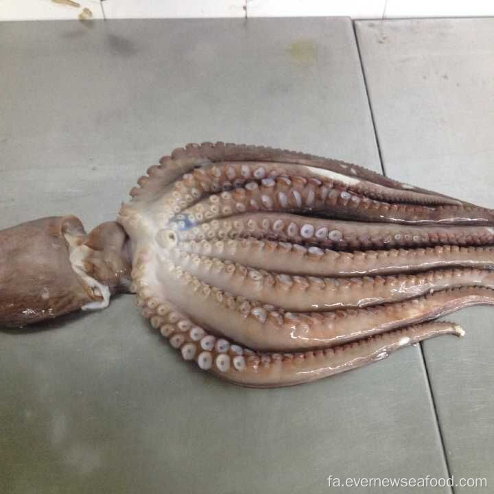 اختاپوس یخ زده فرود جدید (نام لاتین: Octopus Vulgaris)