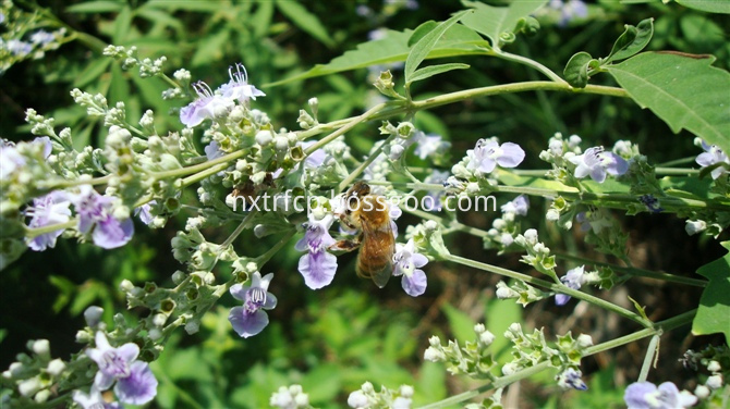 Buckwheat Flower And Bee