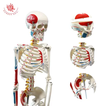 Human Skeleton Model with Muscles - FRT009, 85cm, Labeled Origins and Insertions