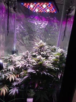 2000w grow light for weed