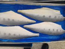 Frozen Queenfish fillet