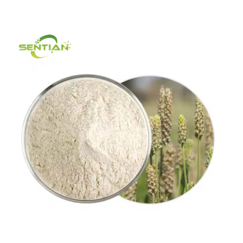 Food Grade Fiber Psyllium Husk Powder
