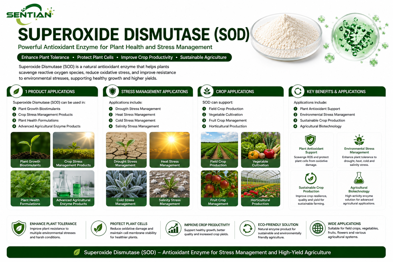 Superoxide Dismutase (SOD)2