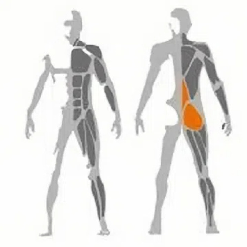 Reverse Hyper Extention Machine